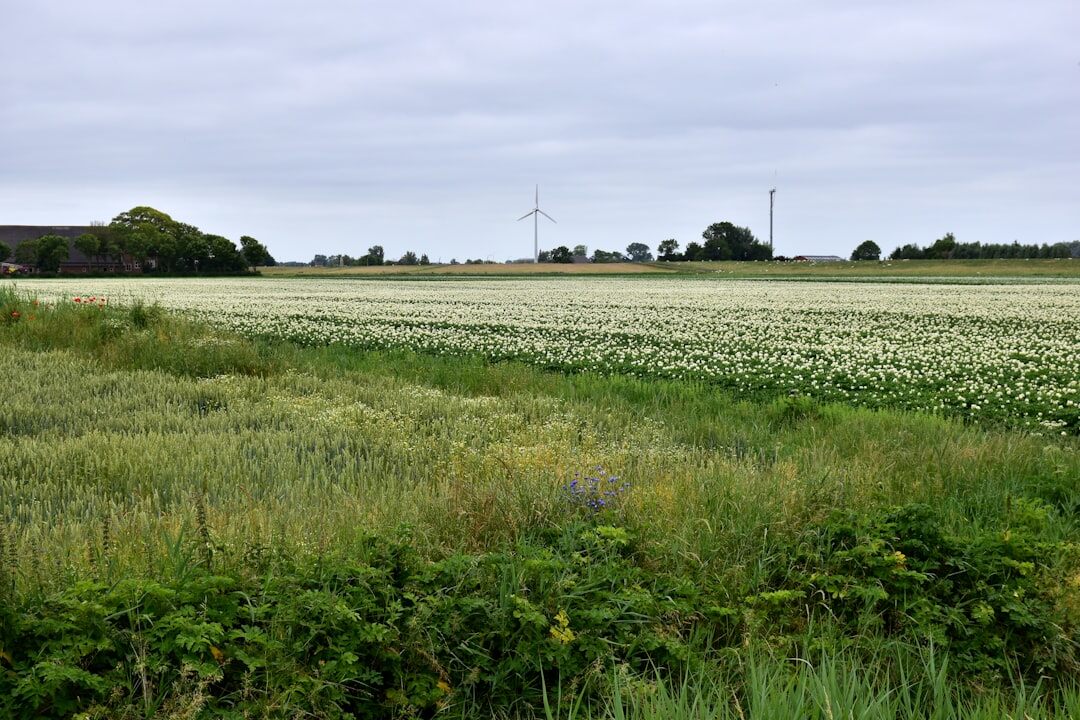 Wind turbines in a green field under a cloudy sky